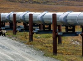«Дочка» «Газпрома» наняла охранников для защиты от диких животных