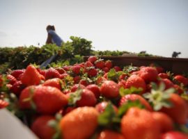 Россельхознадзор нашел антибиотики в китайской клубнике