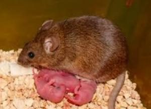 НАУКА